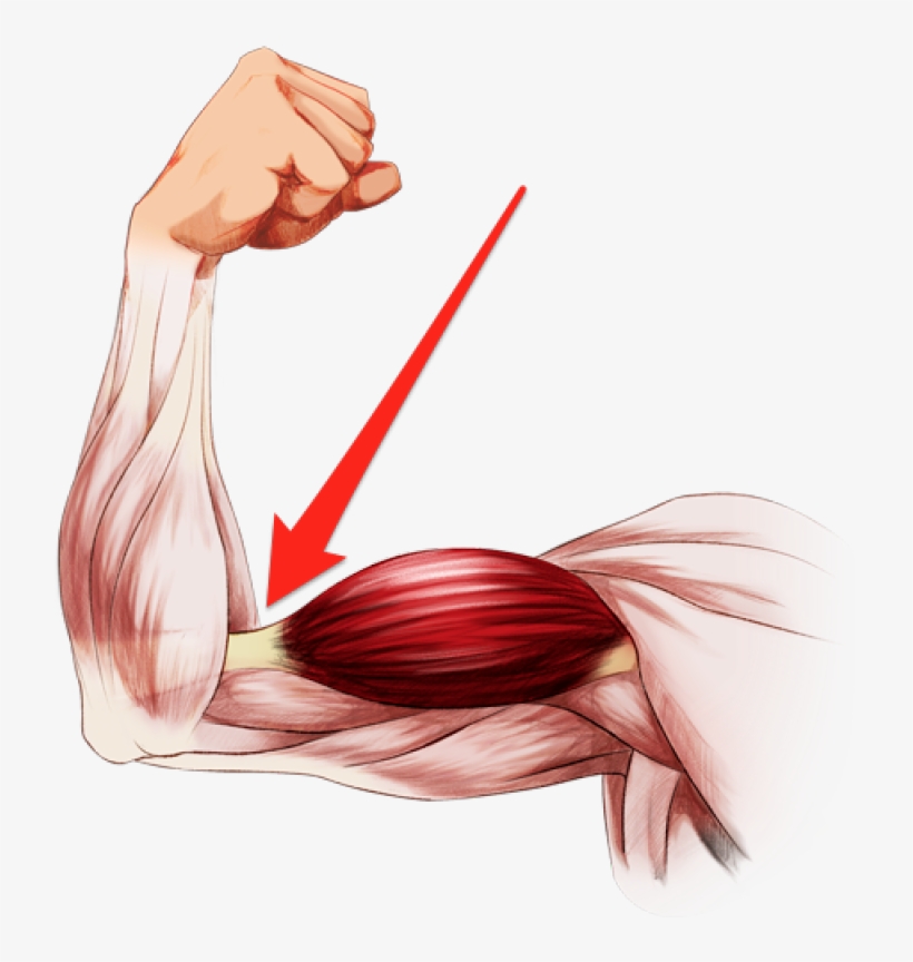 Elbow Clipart Flexed Arm - Illustration, transparent png #1085079