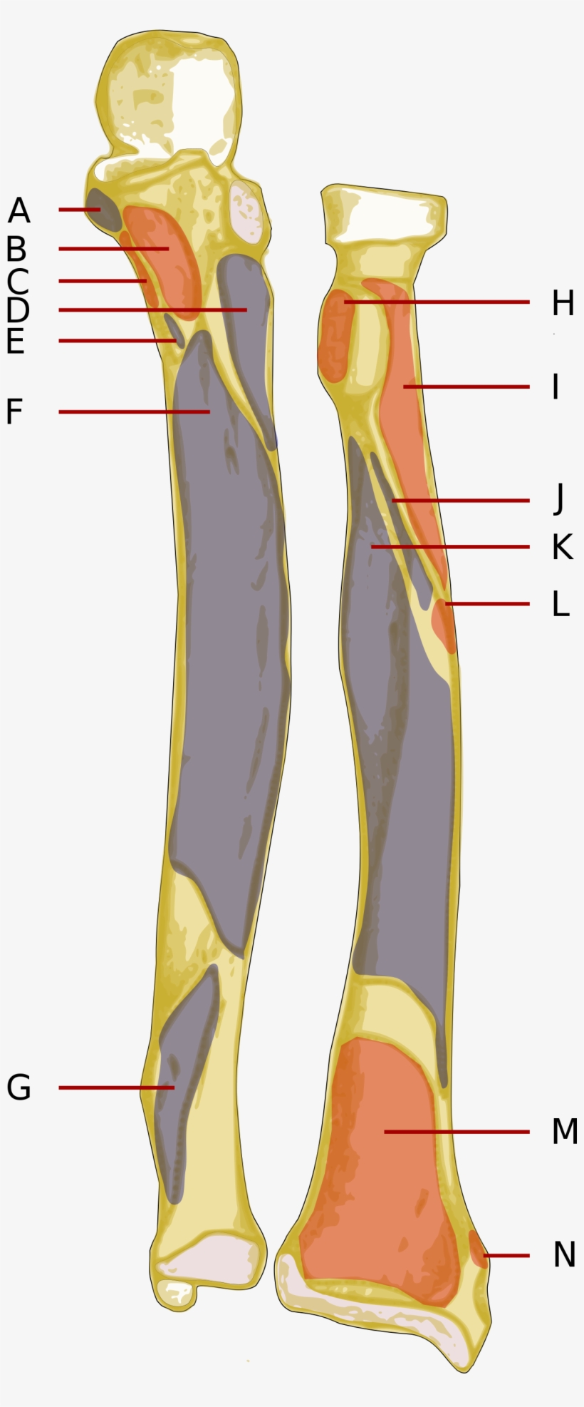 Open - Illustration, transparent png #1085107