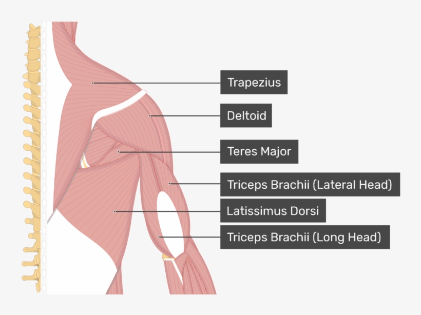 Image Showing Superficial Muscles Of The Back And Posterior - Teres Minor, transparent png #1085124