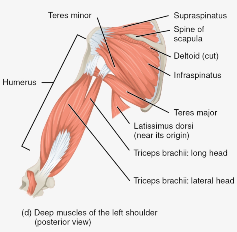 The Muscles Of The Rotator Cuff And Arm, Posterior - Schulter Muskeln, transparent png #1085125