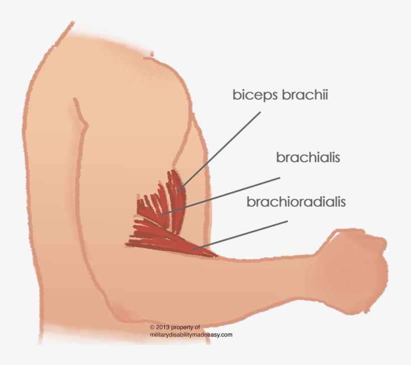 Shoulder Muscle 12 - Bicep Muscle Pain, transparent png #1085169
