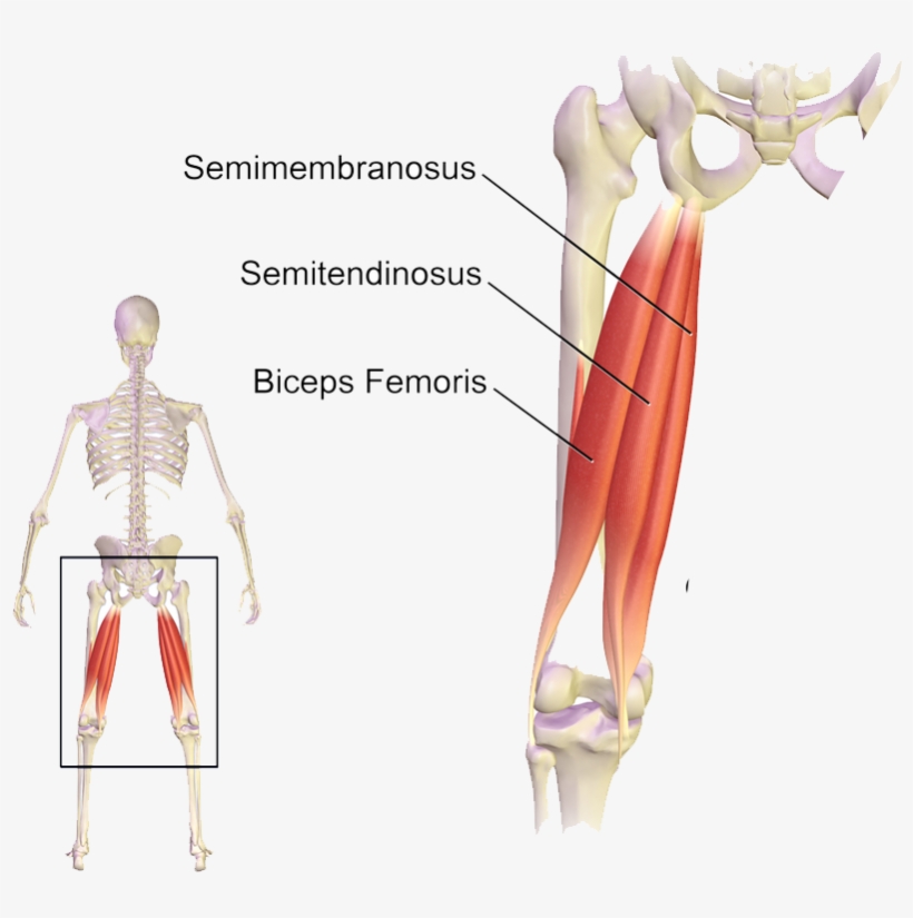 The Hamstring Group Of Muscles Of The Posterior Thigh - Muscles Used When Bending Knees, transparent png #1085248