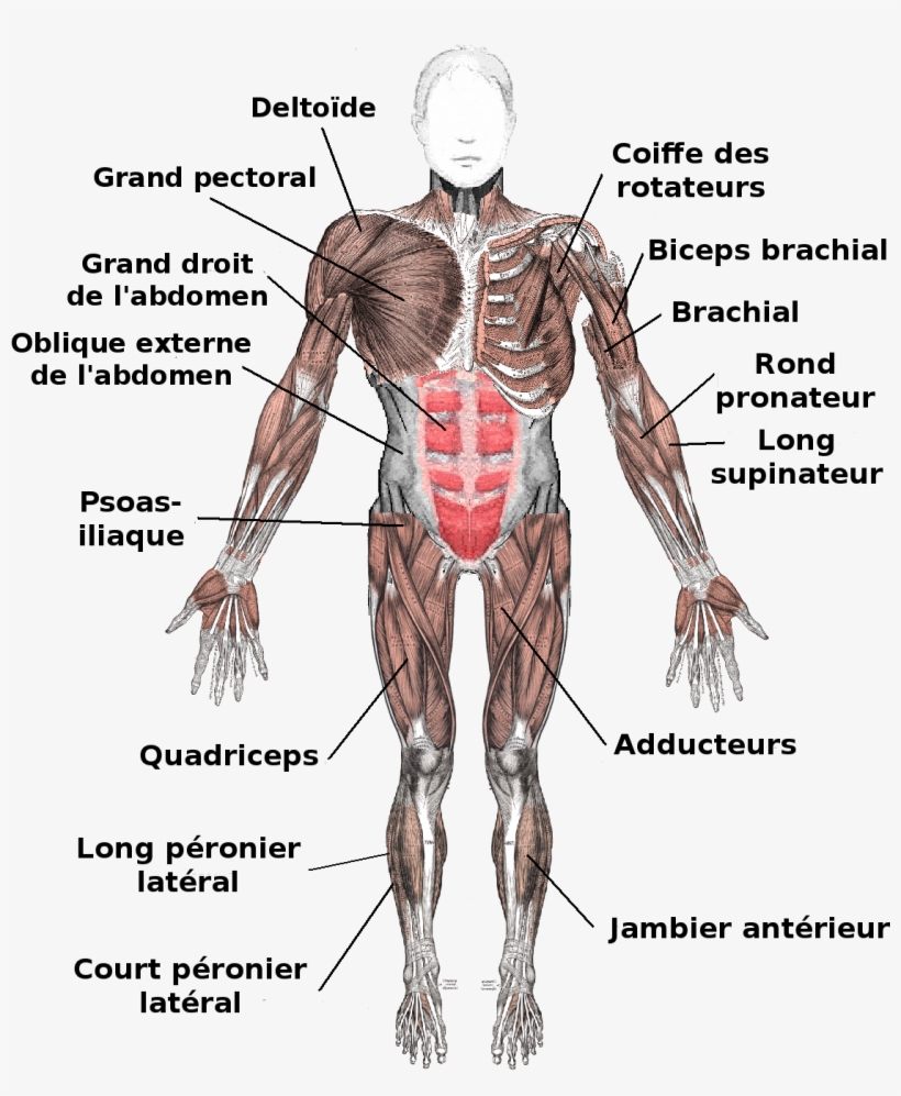 Muscles Anterior Labeled Fr - Tendons And Ligaments In The Body, transparent png #1085384