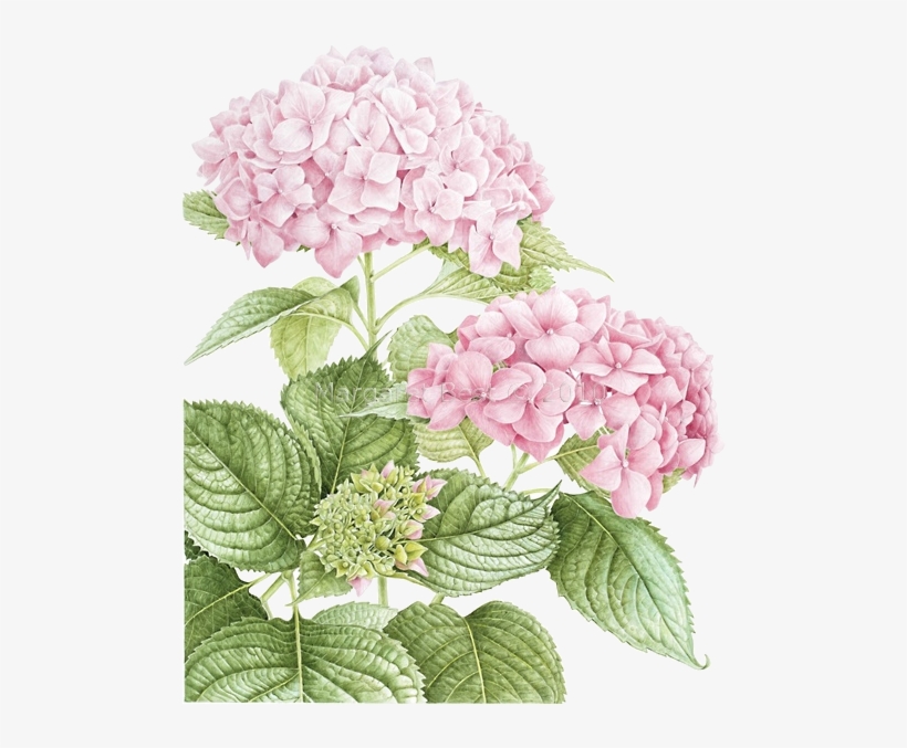 277 - Botanical Art Hydrangea, transparent png #1085386