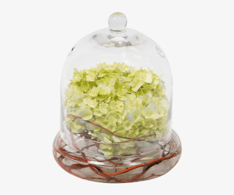 Bowl Of Beauty Hydrangea • $24 - Bean Sprouts, transparent png #1085387