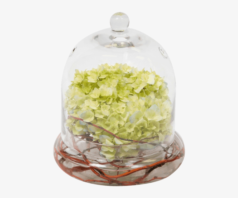 Bowl Of Beauty Hydrangea • $24 - Bean Sprouts, transparent png #1085387