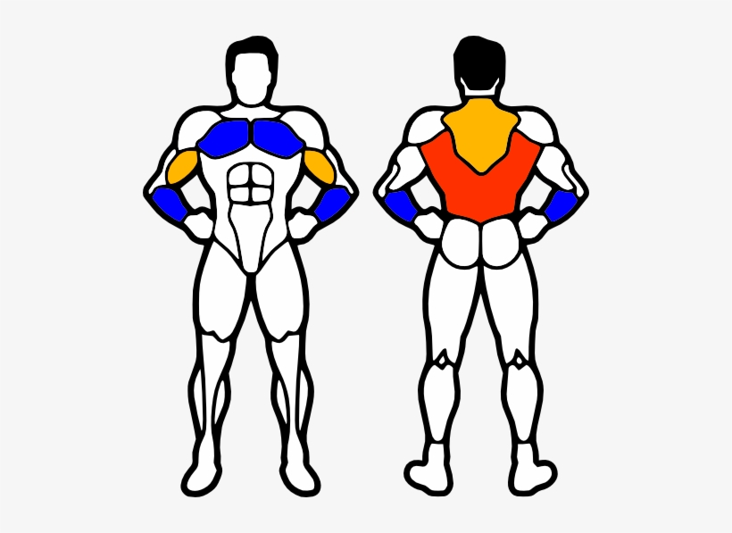 Pull Up Muscles - Muscles Do Chin Ups Work, transparent png #1085409