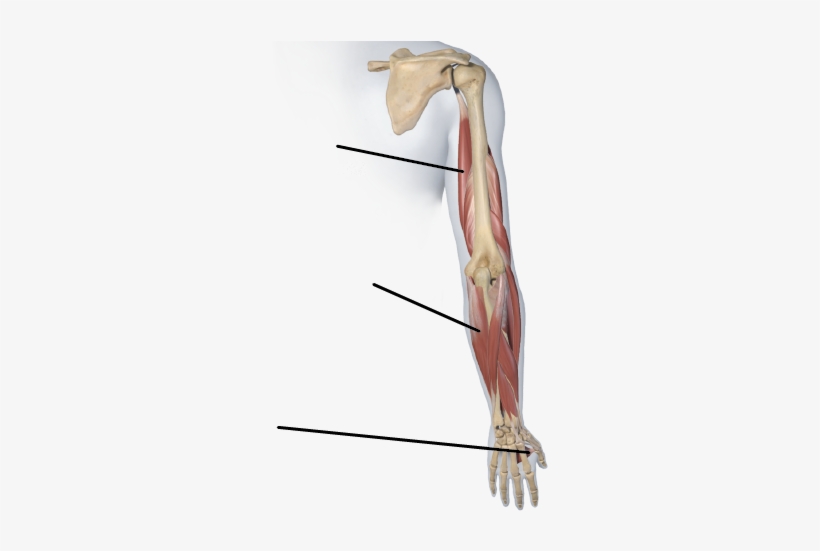 Lines Indicate Muscle Location, And Do Not Point Out - Longbow, transparent png #1085435