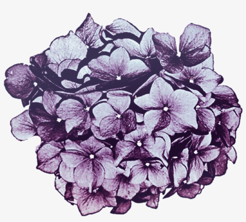 Lavender Purple Hydrangea By Jeanicebartzen27 On Deviantart - Purple Flowers Tumblr Png, transparent png #1085456
