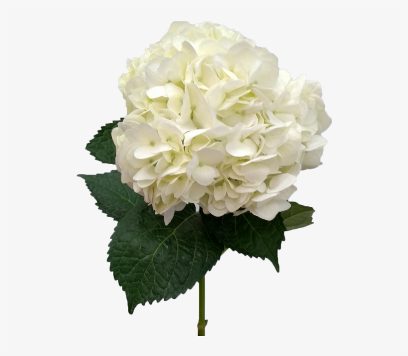 Hydrangea White Super Select - Hydrangea, transparent png #1085596