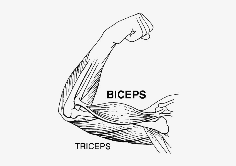 The Biceps And Triceps Of The Arm Are Two Skeletal - Biceps And Triceps Drawing, transparent png #1085597