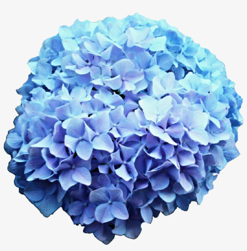 Hydrangea Clipart Blue Hydrangea - Hydrangea Transparent, transparent png #1085616
