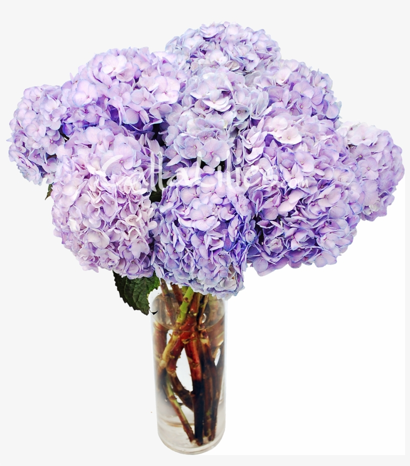 Tinted Hydrangeas Wedding Flowers - Hydrangeas In A Vase Png, transparent png #1085731