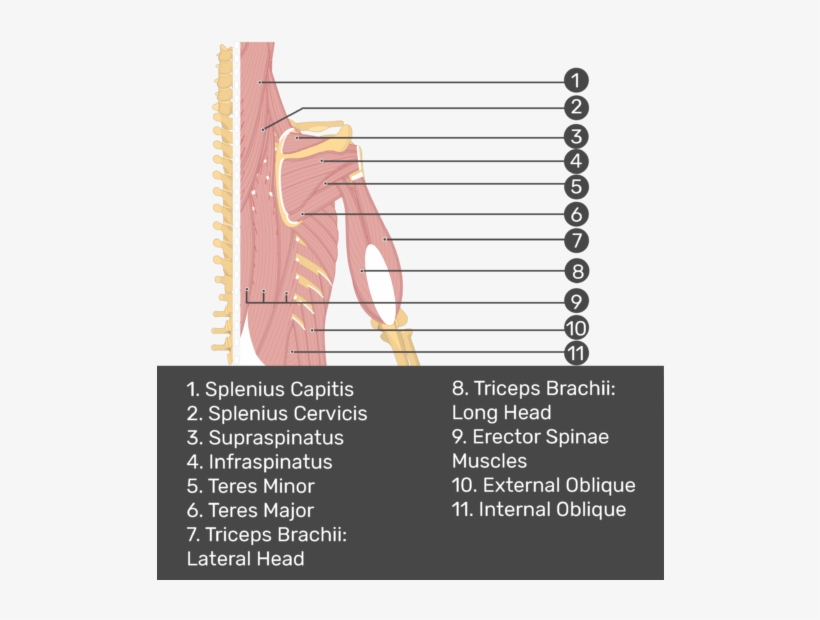 Test Yourself Image Of Posterior View Of Back And Right - Triceps Brachii Muscle, transparent png #1085837