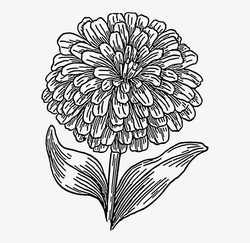 Free Image On Pixabay Biology Plant Flower - Marigold Flower Coloring Pages, transparent png #1085841