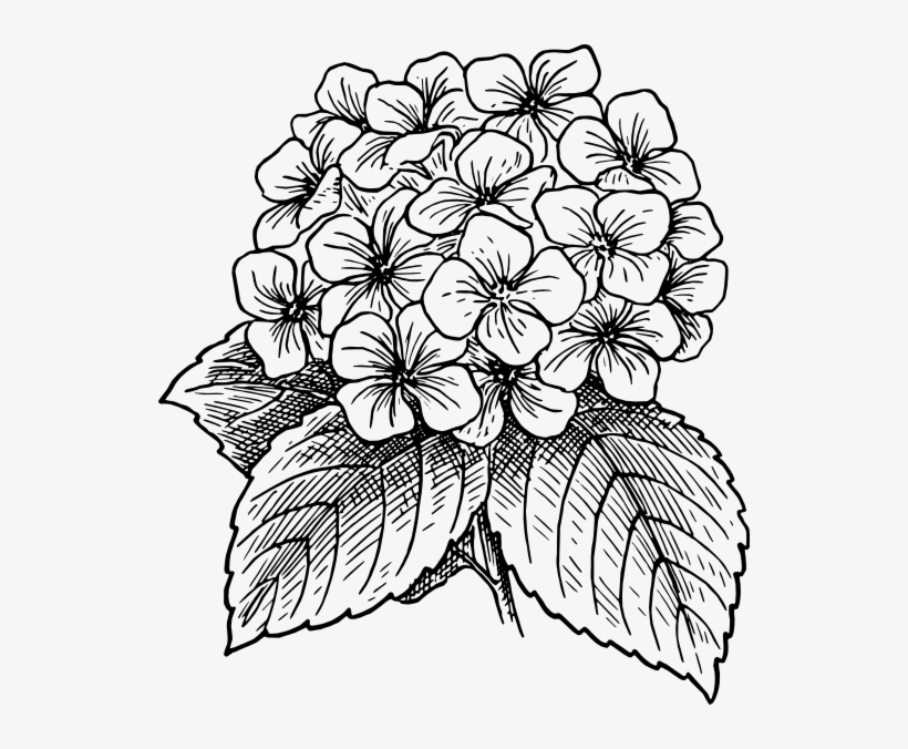Small - Hydrangea Flower Clip Art, transparent png #1085870