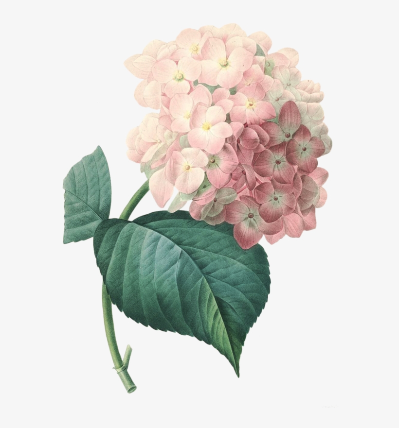 Explore Hydrangeas, Hydrangea Flower And More - Pierre Joseph Redoute Hortensia, transparent png #1085996