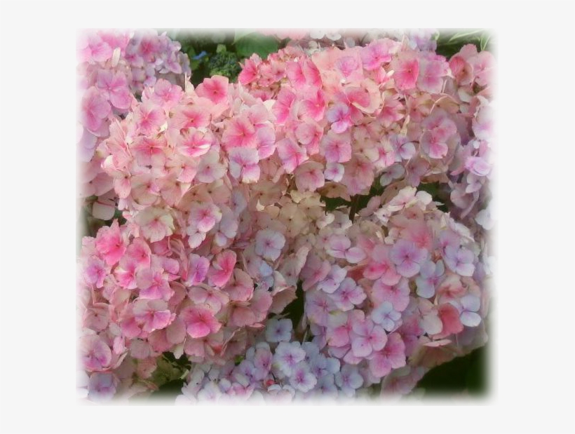 Wild Things Grow - Гортензия Пильчатая Розовая, transparent png #1086025