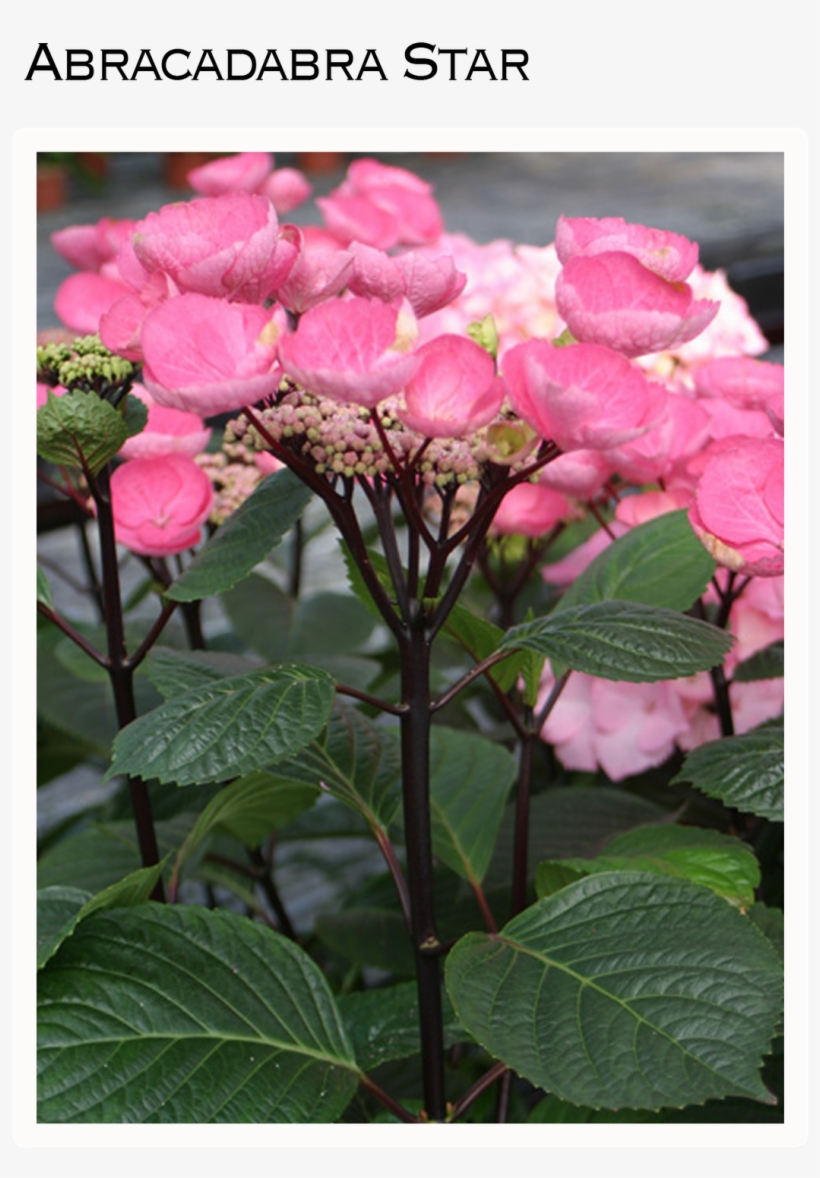 For People Who Are In Love With The Idea Of Endless - Hydrangea Macrophylla Black Steel, transparent png #1086222