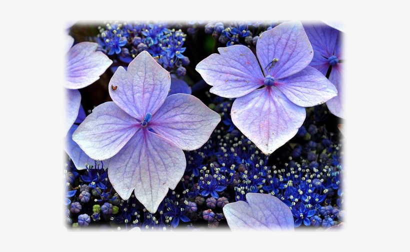 Hydrangea Mariesii Variegata, transparent png #1086263