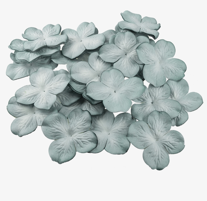 50 2-tone Cadet Blue Hydrangea Blooms - Hydrangea, transparent png #1086314