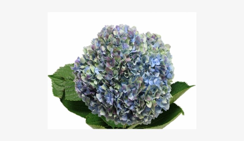 Hydrangea S-collection Antique Blue - Hydrangea, transparent png #1086543
