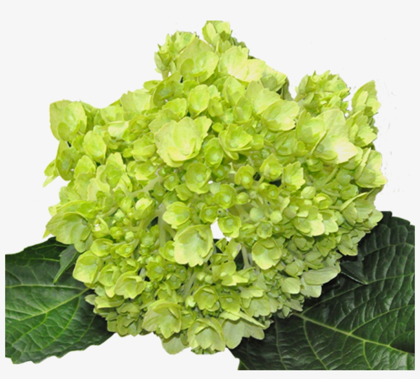 Minigreen Lime - Premium Green Lime Hydrangea, transparent png #1086759