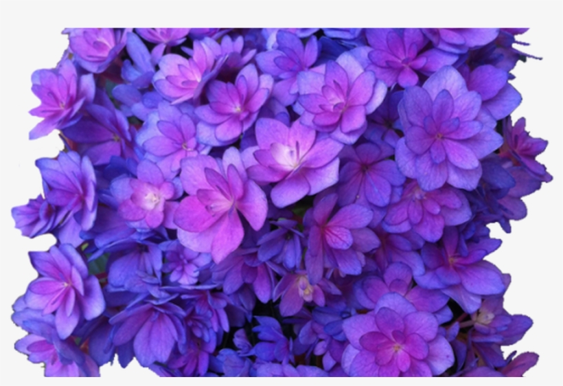 Flower Purple Png Multi Transparent Hydrangea Transparent - Purple Flower Transparent, transparent png #1086837