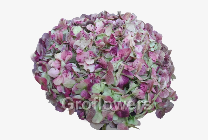 Lime Antique Green - Natural Antique Green Hydrangeas, transparent png #1086865