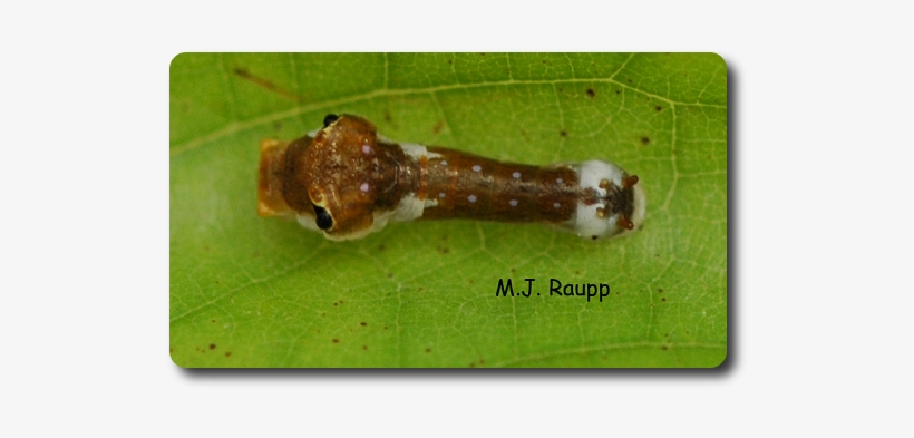 Bird Droppings, Snake Eyes, Dead Leaves - Spicebush Swallowtail, transparent png #1086982