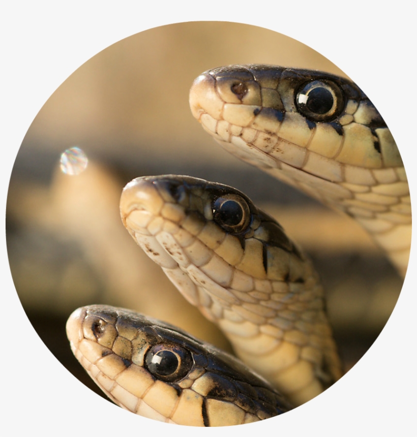 Mac23 Photo Essay Snakes Carousel - Donald Trump, transparent png #1087349