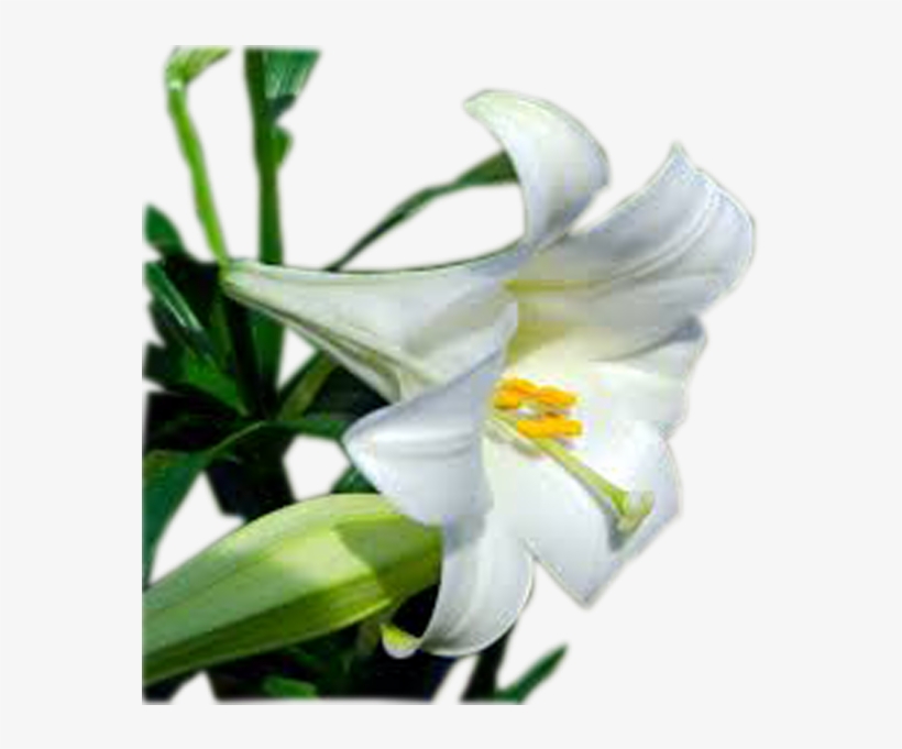 Easter Lily Plant - Easter Lily, transparent png #1087467