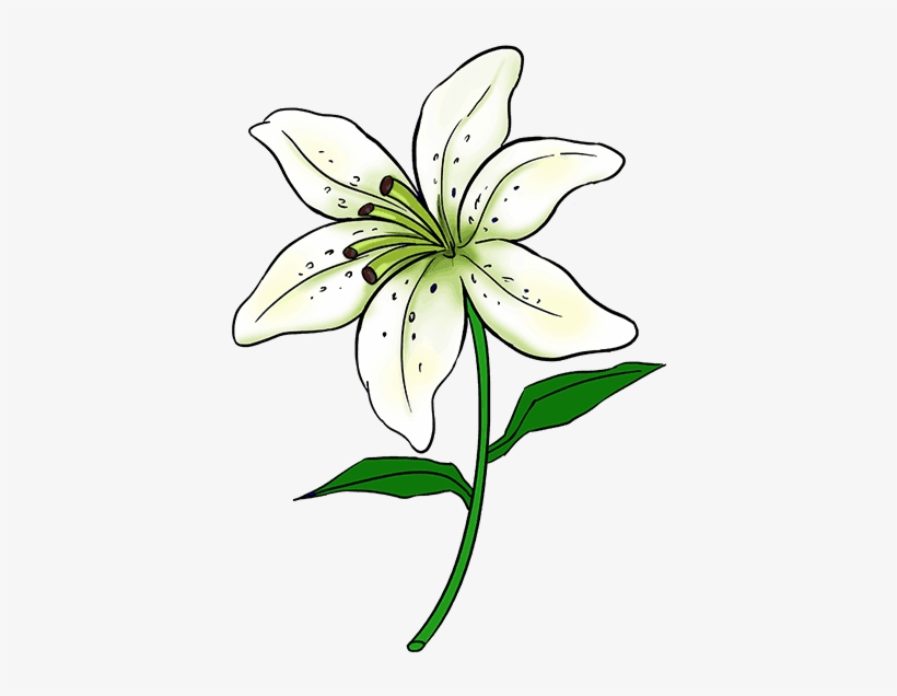How To Draw A Lily - Easy Drawings Of Lilies, transparent png #1087469