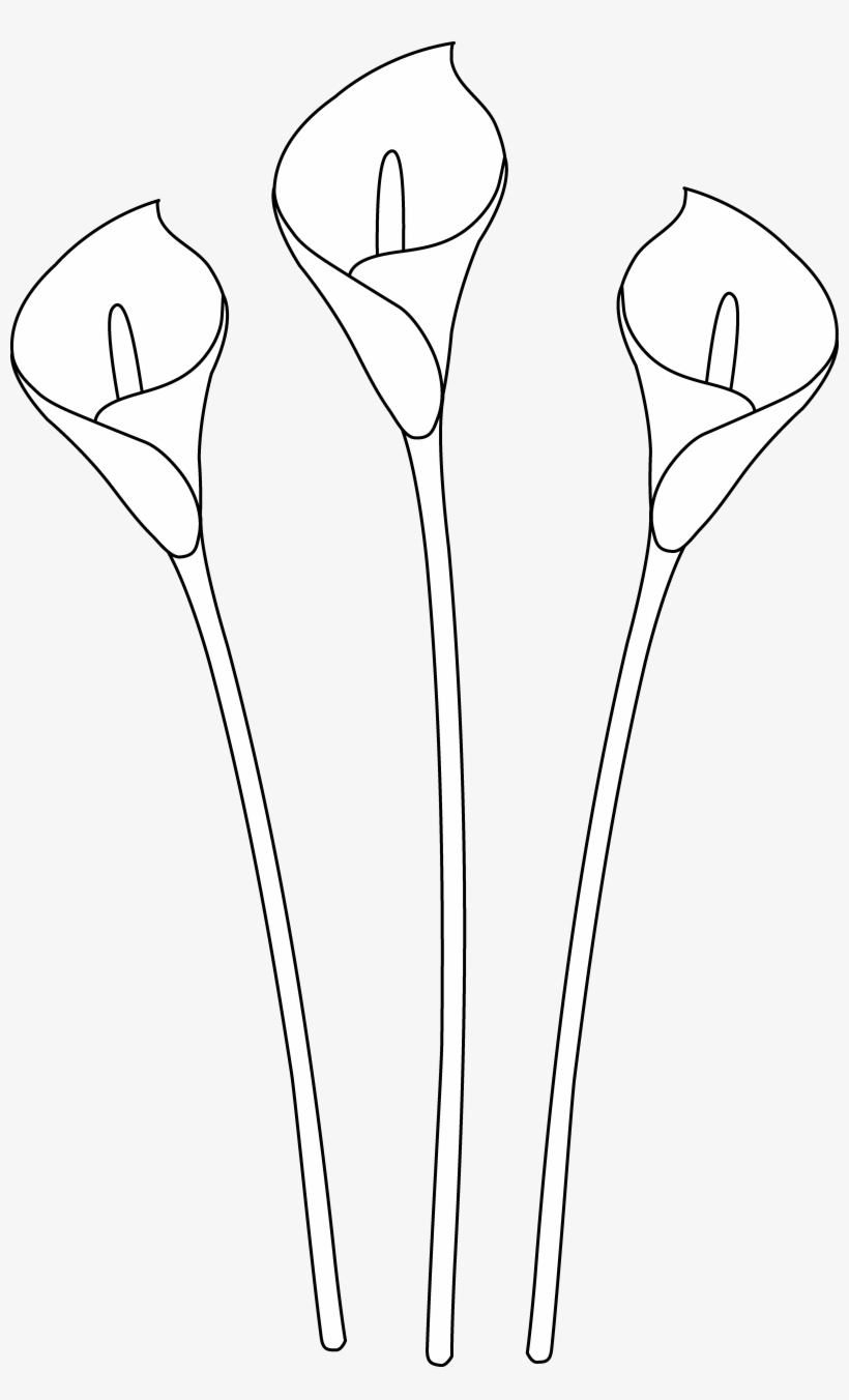 Calla Lilies Line Art - Drawing, transparent png #1087540