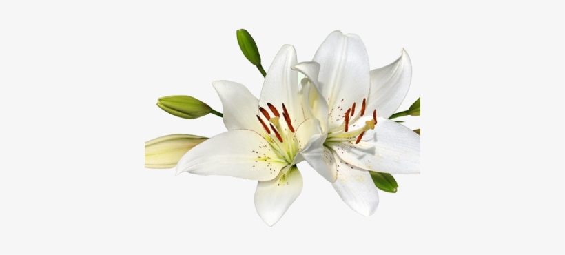 Easter Lily Clip - Lilies Png, transparent png #1087665
