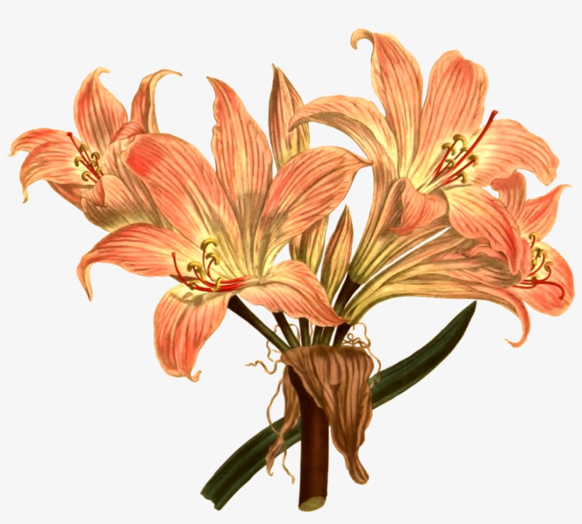 Jersey Lily Drawing Botanical Illustration Botany Free - Botanical Illustration Latest Flowers Png, transparent png #1087668