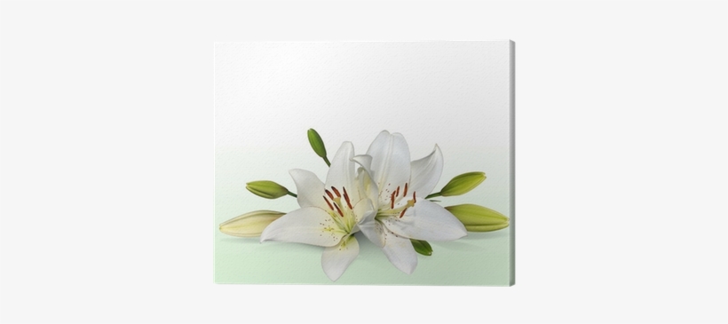 Easter Lily Flowers, Also Known As November Lilies - Two Lilies Canvas Print, 150x70 Cm, Posters, Prints, transparent png #1087738