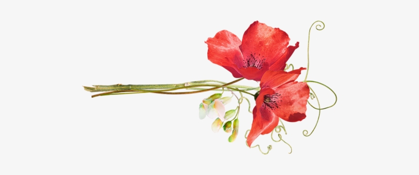 Poppies - Free Flower Clip Art Watercolour, transparent png #1087755
