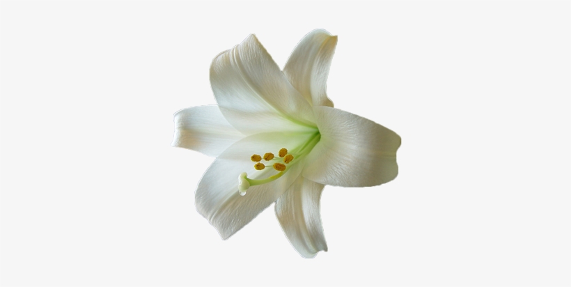 First Holy Communion - Easter Lily Transparent, transparent png #1087839