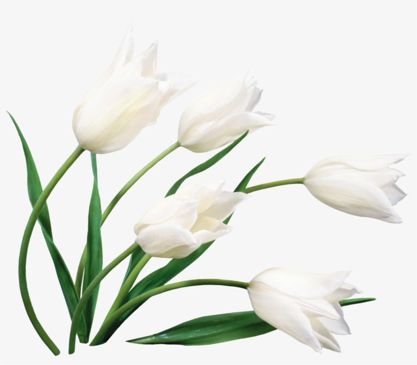 6 - 30 - Lilies Flower Images Hd Download, transparent png #1087858