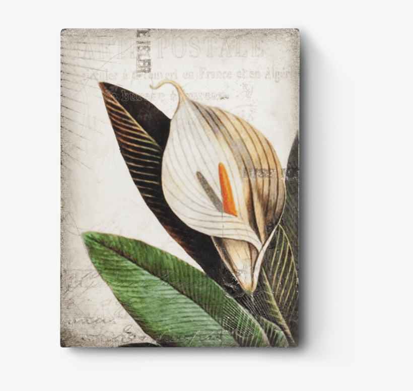 Calla Lily T452 - Sid Dickens Inc, transparent png #1087886