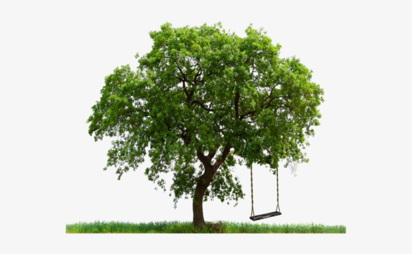 I Like How Full The Leaves Are On This Tree - Large Tree, transparent png #1087990