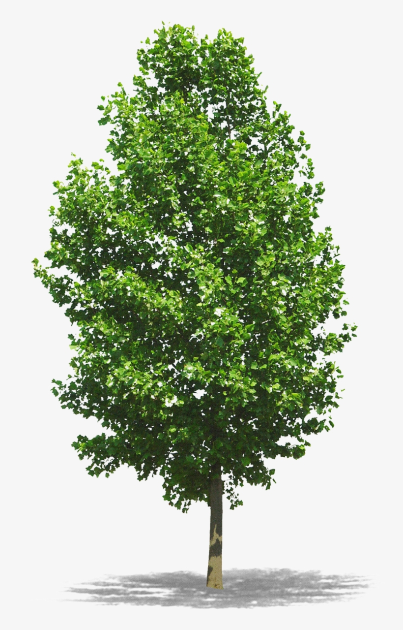 Dicas Para O Cultivo De Árvores Em Calçadas - Photoshop Trees, transparent png #1087996