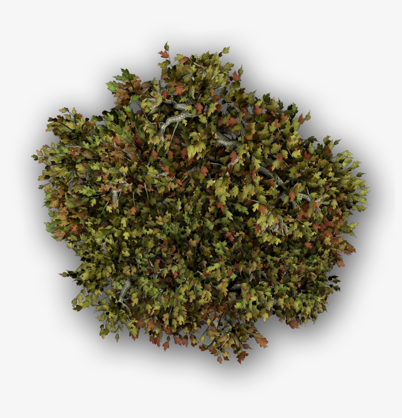 Maple-b - Za Atar Kruiden, transparent png #1088037