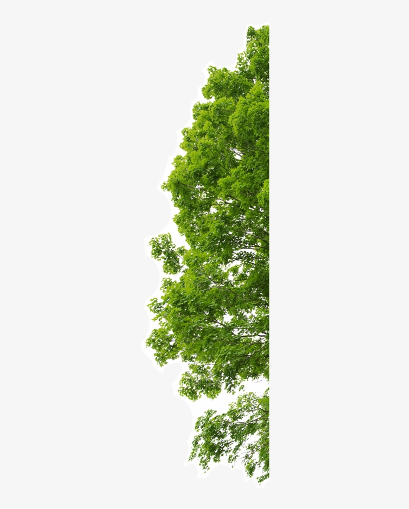 Minerio Ferro Bg Arvore - Canoas, transparent png #1088040