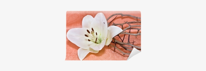 Crown Of Thorns, transparent png #1088042