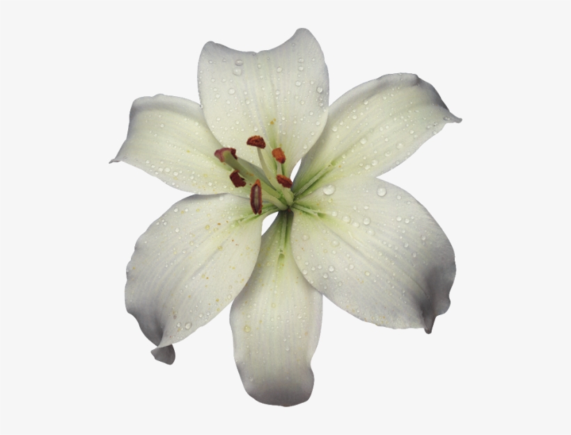 Gifs Beautiful Small Flowers And Large As For Separators - White Flower Gif Png, transparent png #1088071