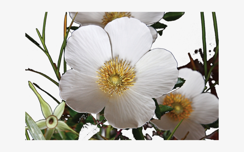 "cherokee Rose" By Ocean Springs Artist Trailer Mcquilkin - Ocean Springs, transparent png #1088072