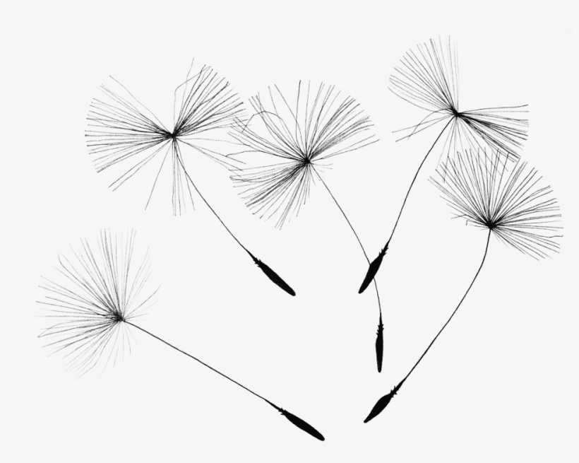 Dandelion Seeds 2483277 960 720 - Agenda Organiseur 2017: Prenez Plus De Temps Pour Faire, transparent png #1088075