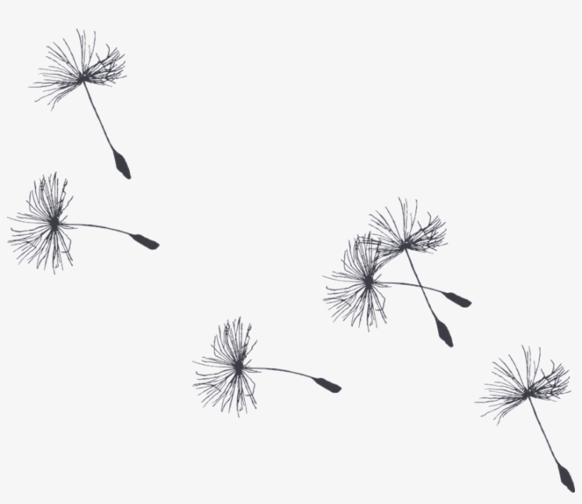 Dandelions-floating - Clip Art, transparent png #1088136